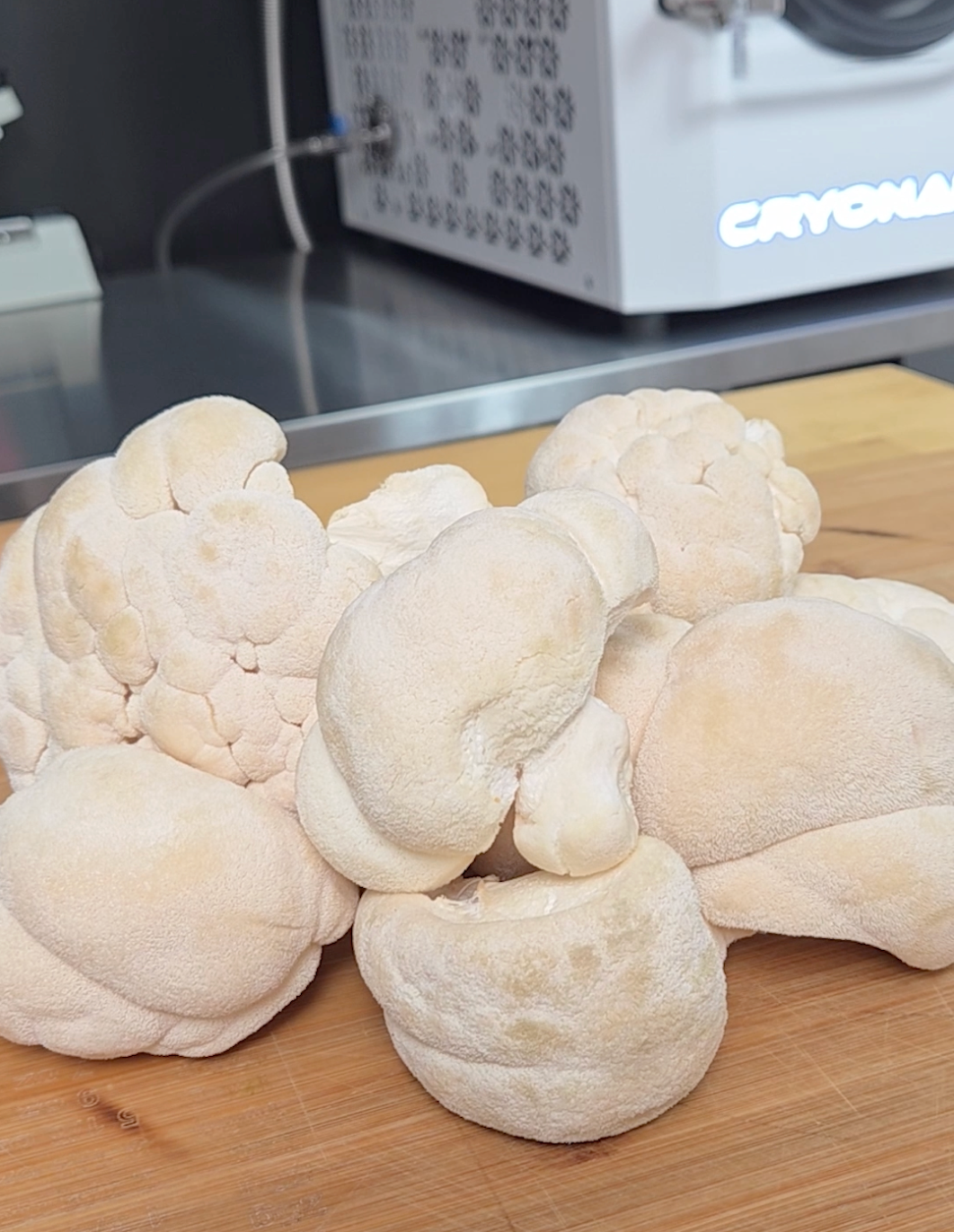 Champignons Crinière de Lion ultrasonifiés et moulus