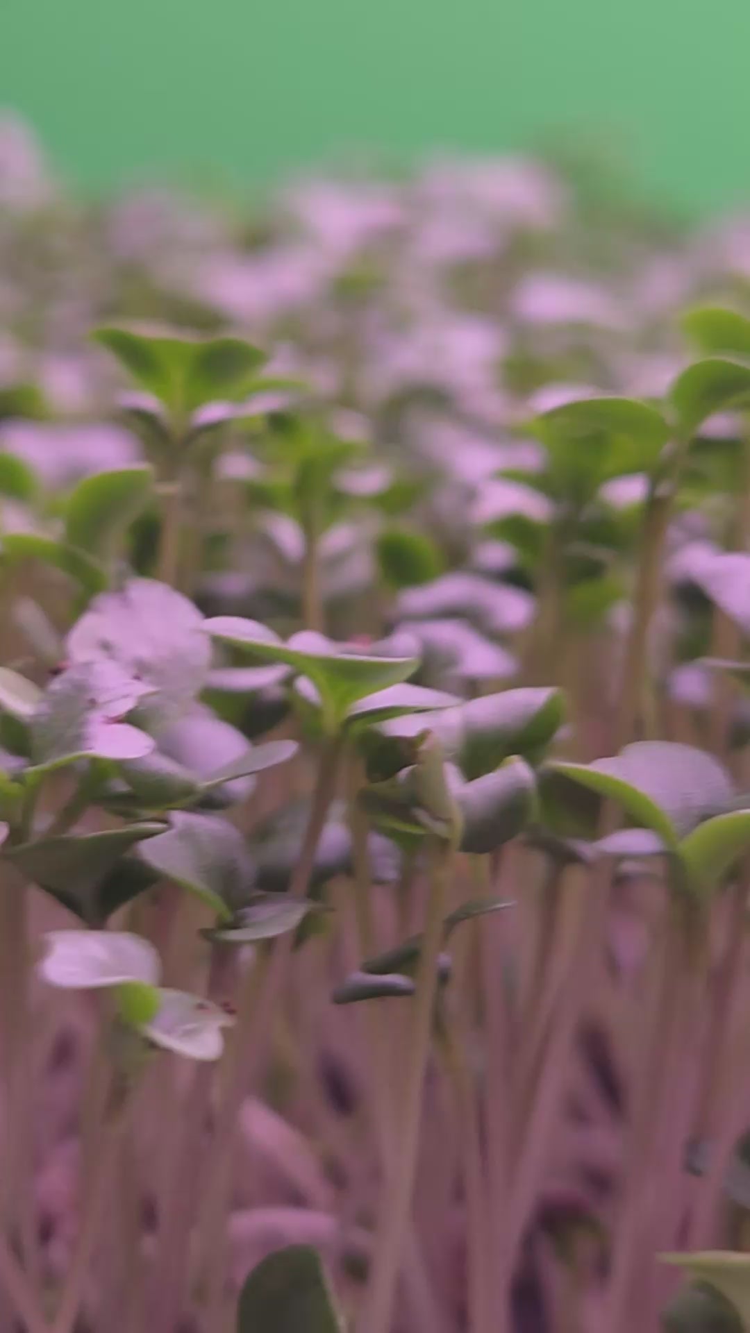Micro-pousses de Brocoli lyophilisées en poudre