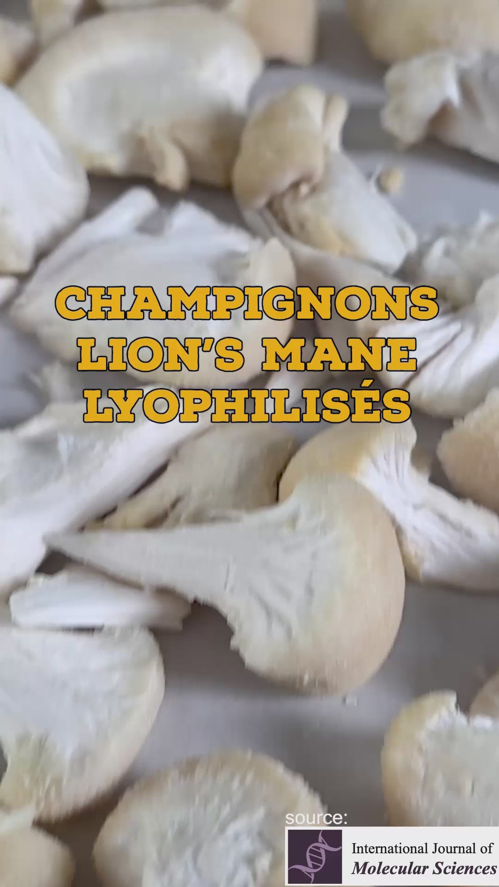 Champignons Crinière de Lion ultrasonifiés et moulus