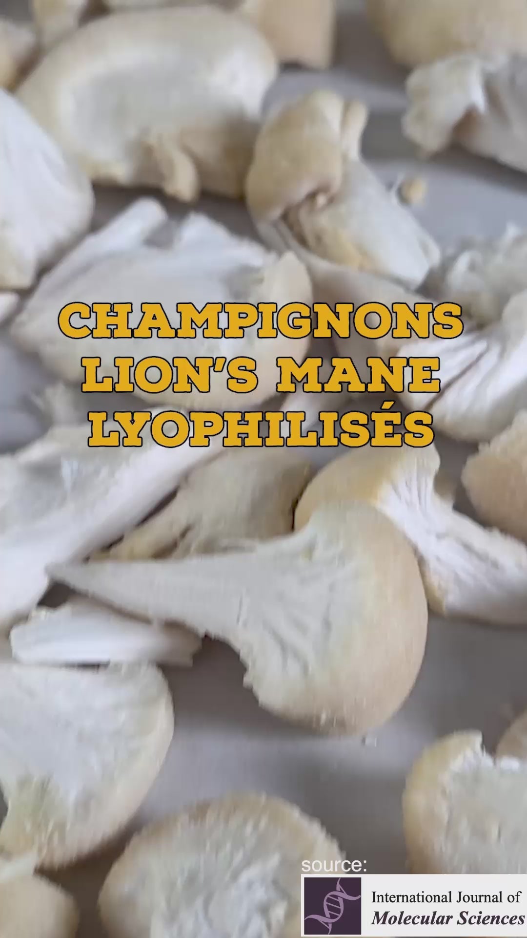 Champignons Crinière de Lion ultrasonifiés et moulus